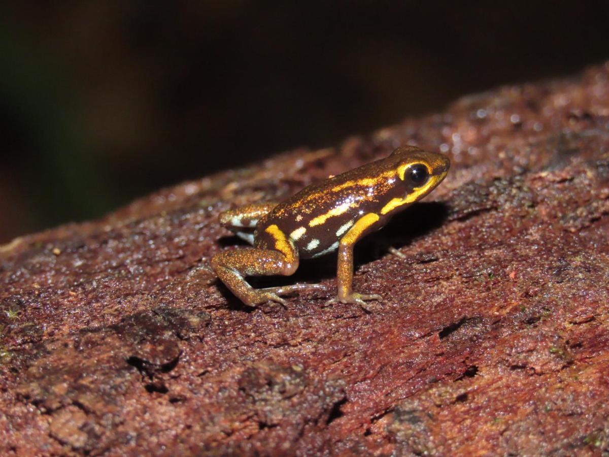 Konsenda San Blas Chepo  ภายนอก รูปภาพ
