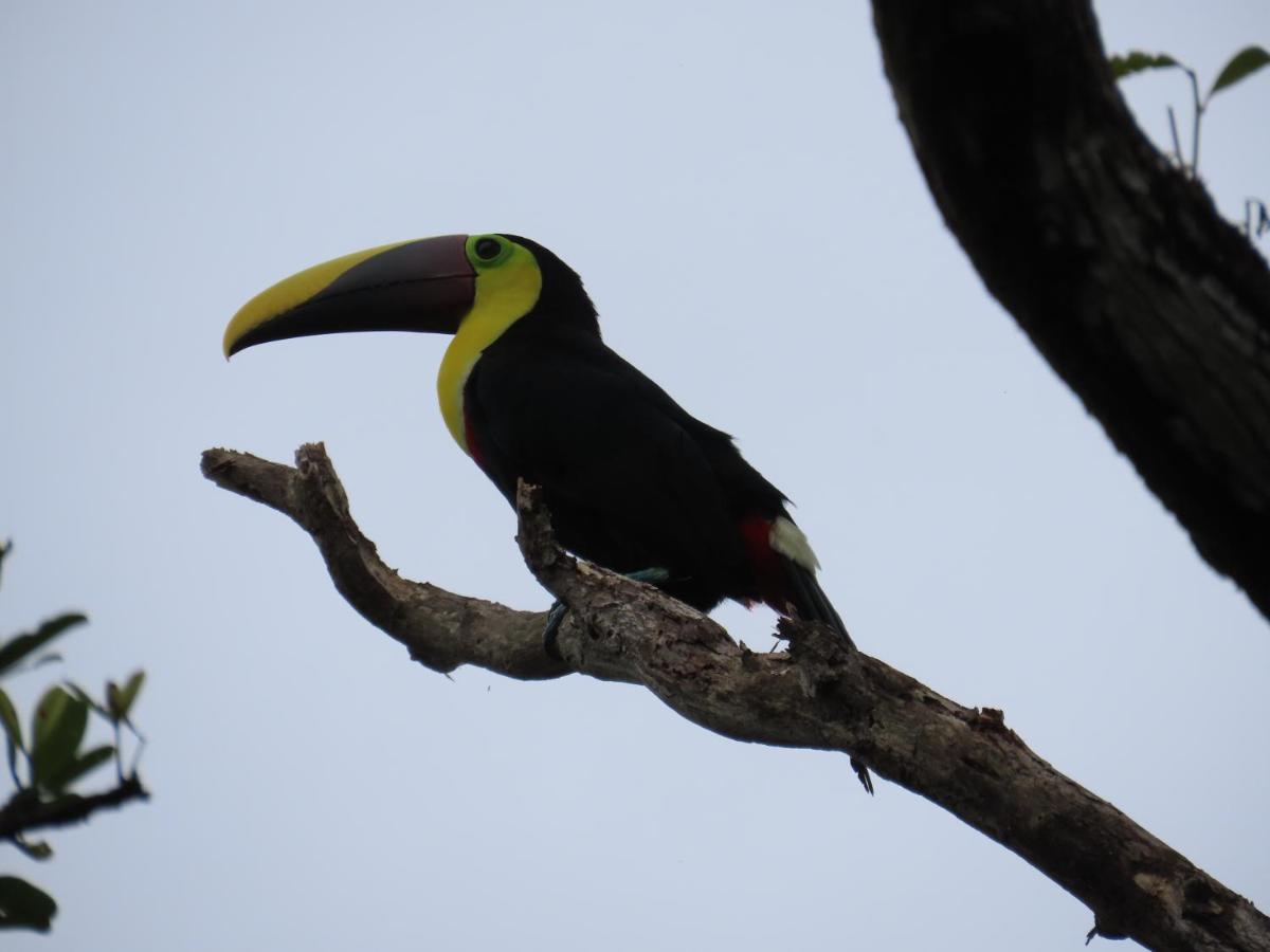 Konsenda San Blas Chepo  ภายนอก รูปภาพ
