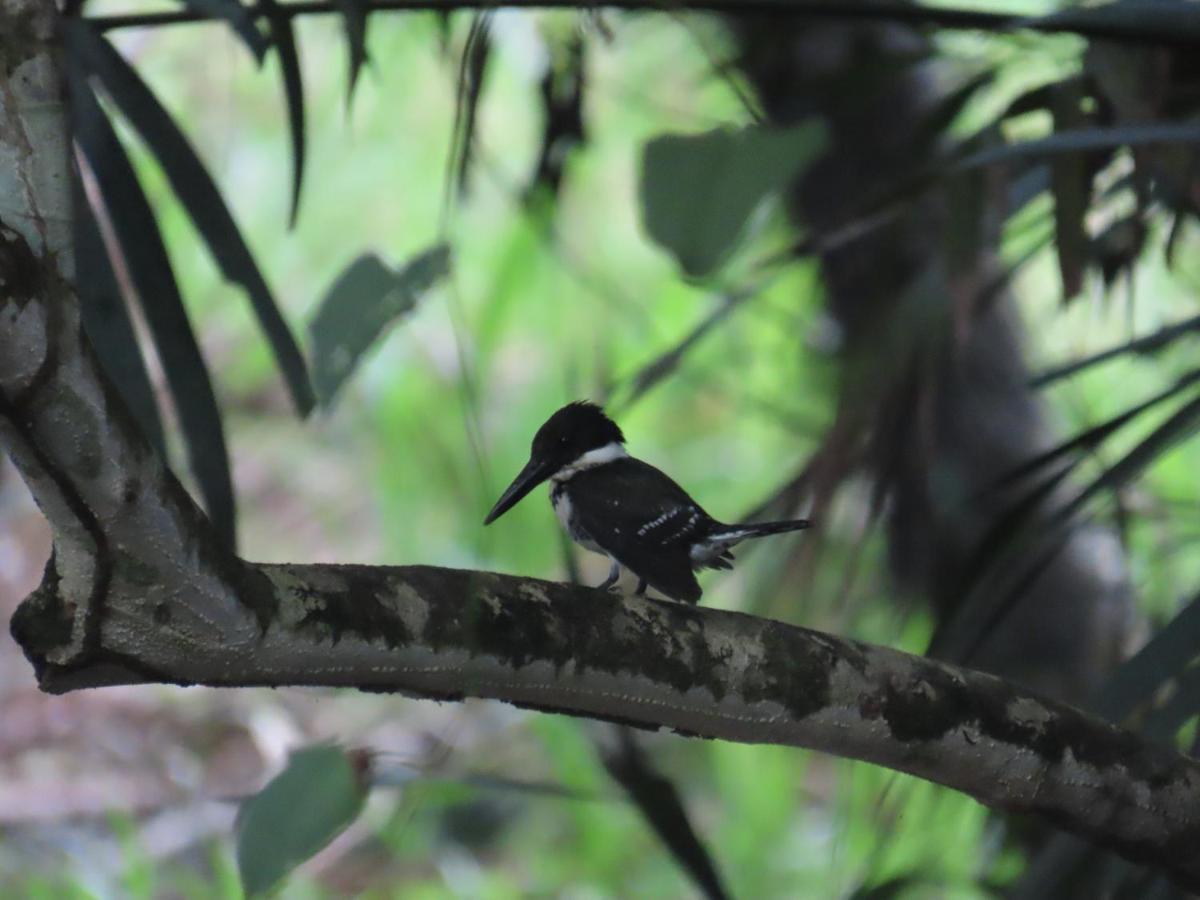 Konsenda San Blas Chepo  ภายนอก รูปภาพ